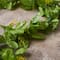 6ft. Greenery Garland by Ashland®